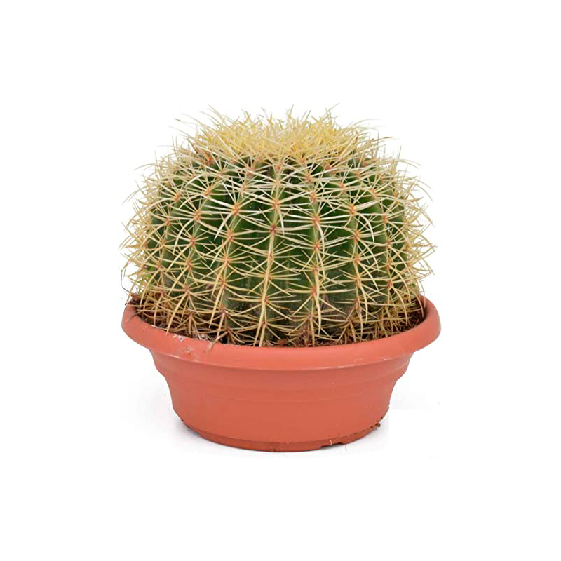 GRUSONII-ECHINO