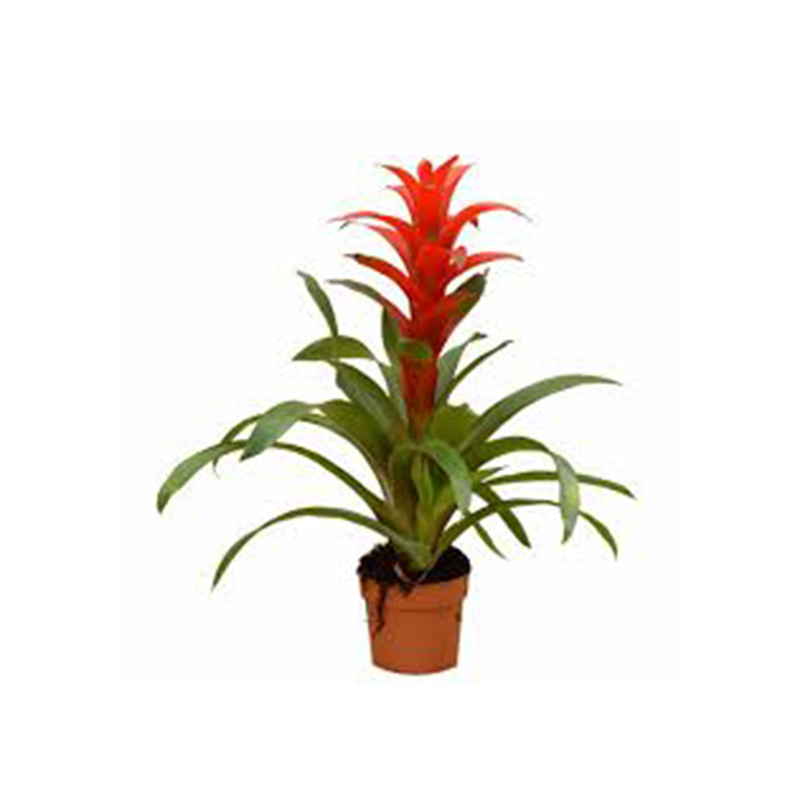 GUZMANIA