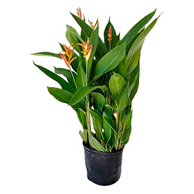 HELICONIA-FLEUR-ORANGE
