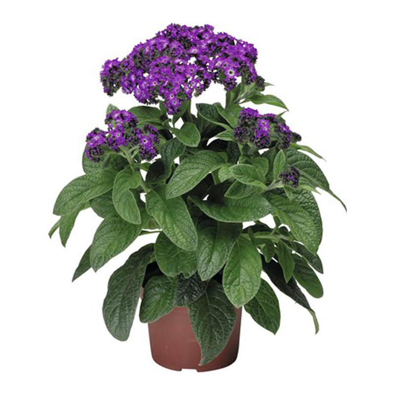 HELIOTROP-FLEUR-BLEU