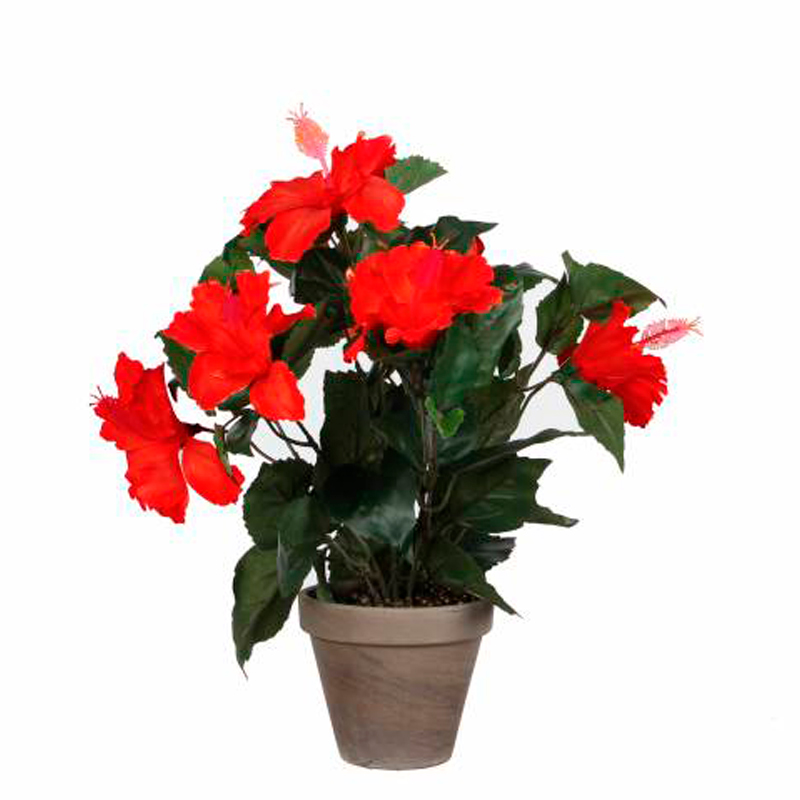 HIBISCUS-RAMIFIER-FLEUR-ROUGE