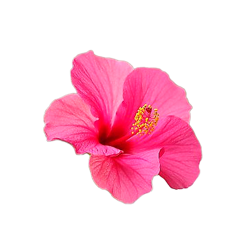 HIBISCUS-RAMIFIER-ROSE