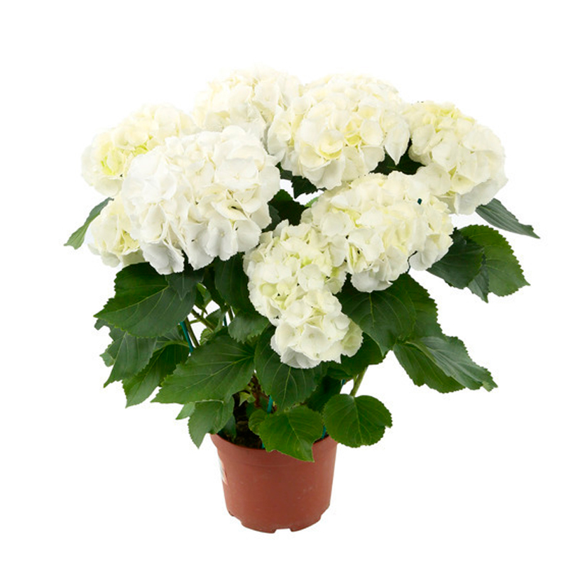 HORTENSIA-FLEUR-BLANCHE