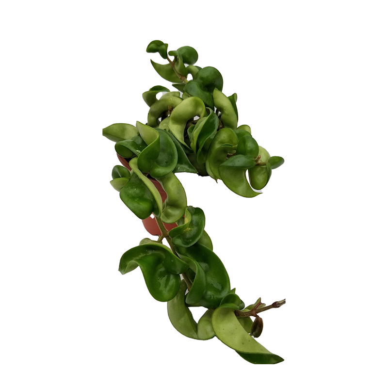HOYA CARNOSA