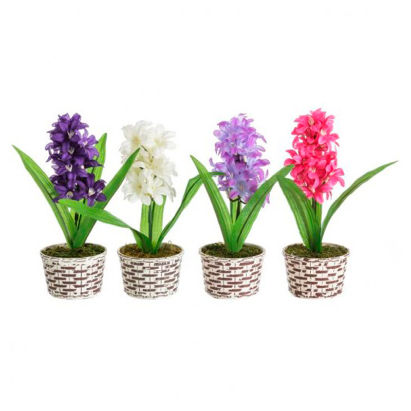HYACINTHE