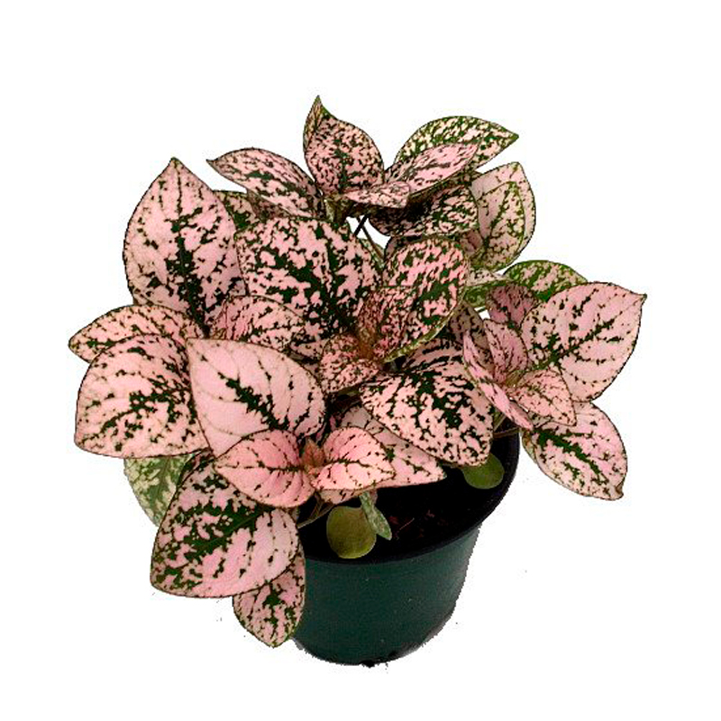 HYPOESTES-Rose