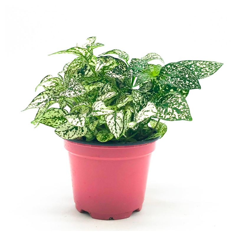 HYPOESTES-Vert-Blanc