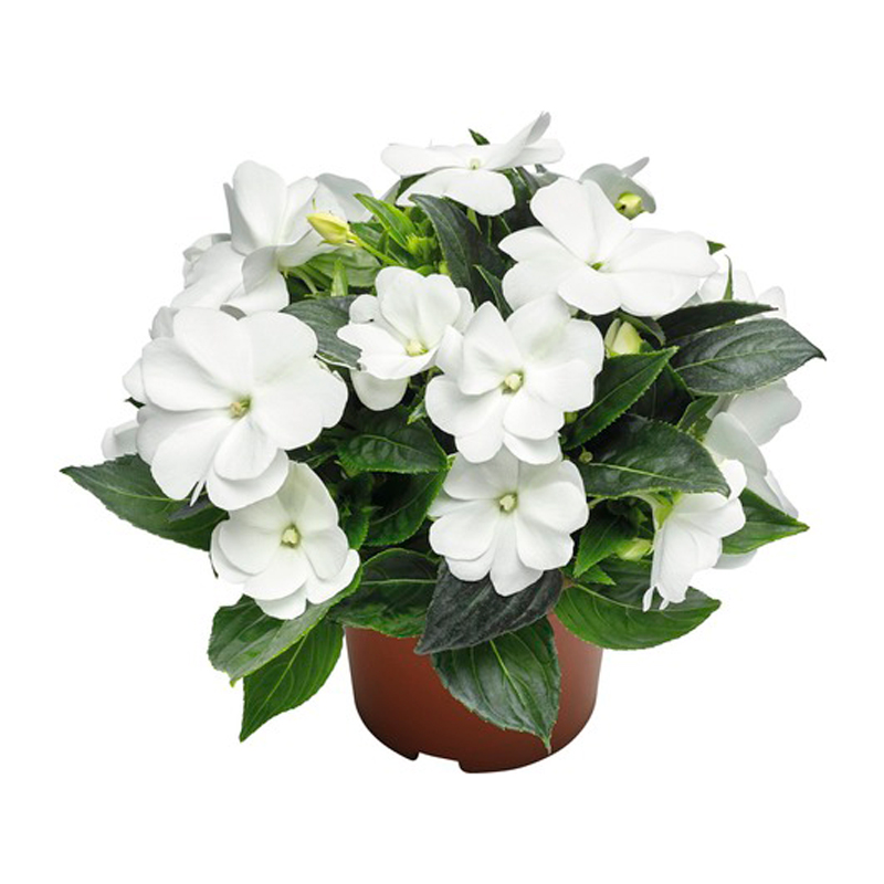 IMPATIENS-NG-FLEUR-BLANC