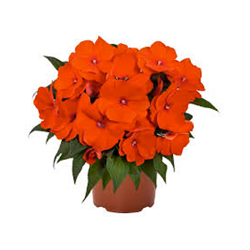 IMPATIENS-NG-FLEUR-ORANGE