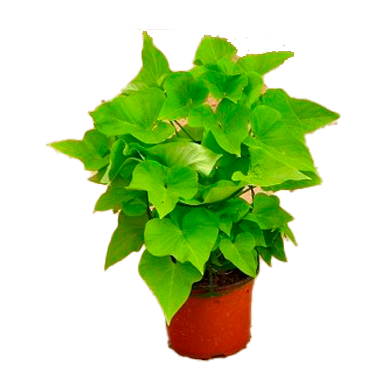 IPOMEA-VERT