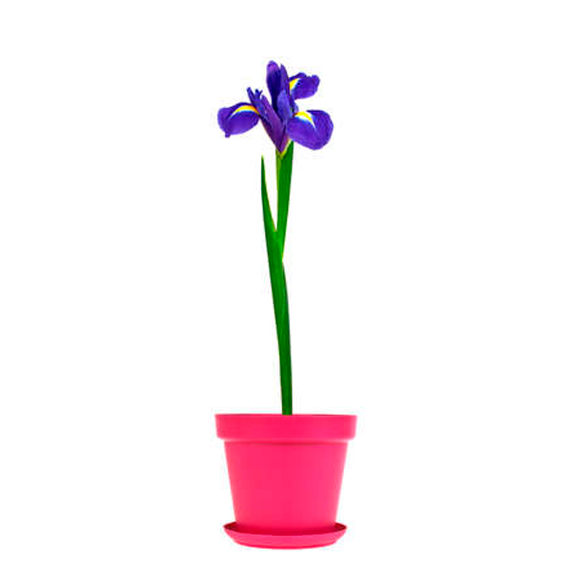 IRIS--FLEUR-BLEU