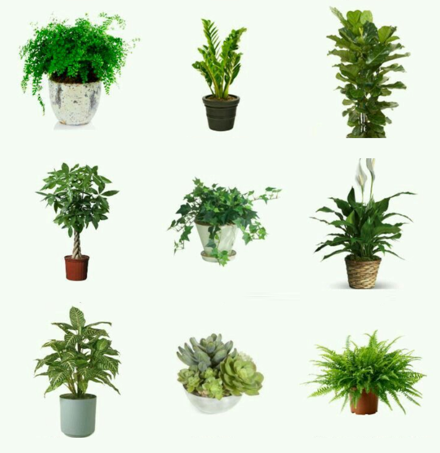 plante-d'-interieur