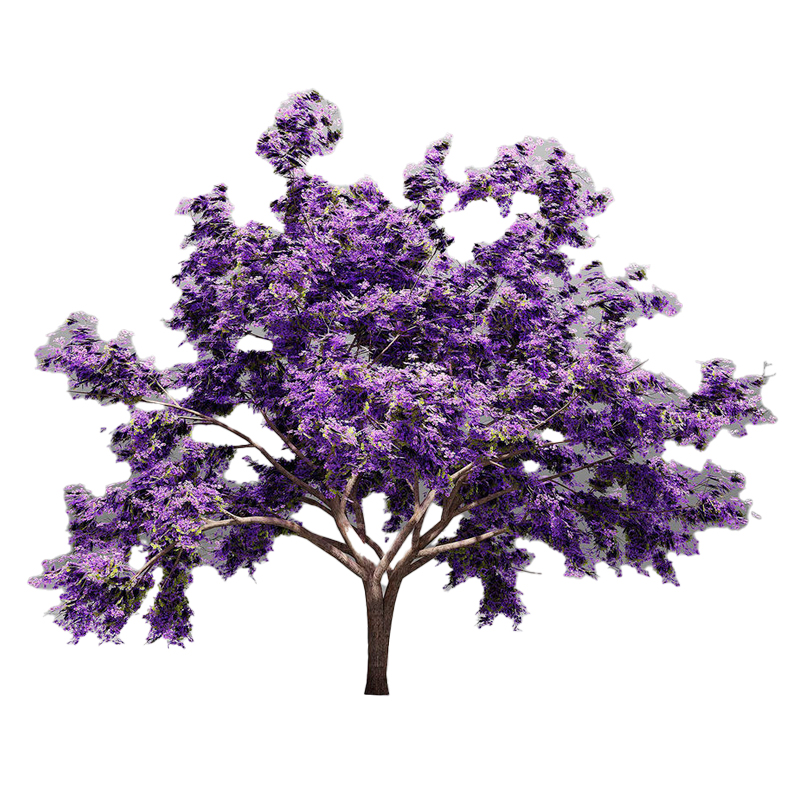 JACARANDA