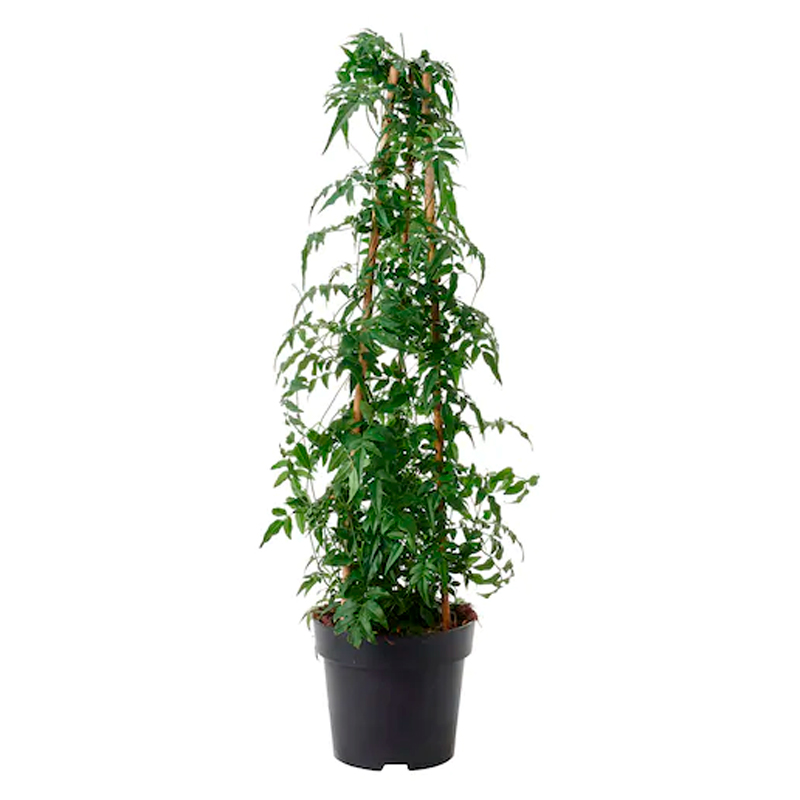 JASMIN-FLEURE-BLANC