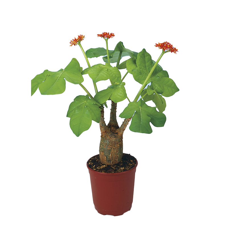 JATROPHA-FLEUR-JAUNE