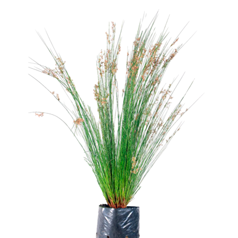 Juncus