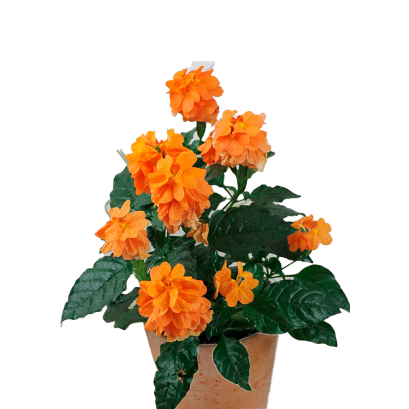 JUSTICIA-FLEUR-ORANGE