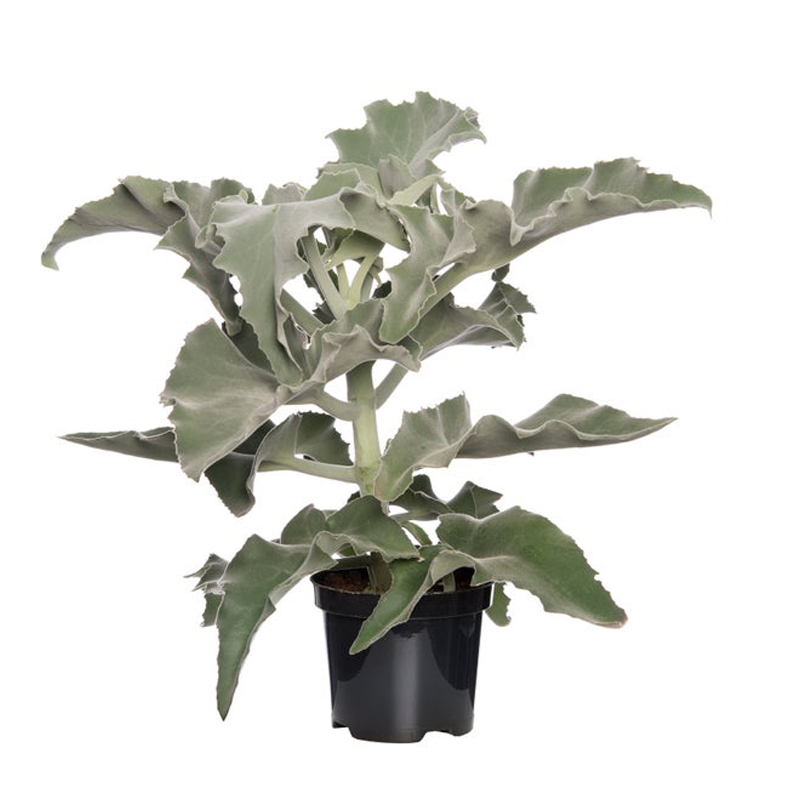 KALANCHOE-BEHARENSIS-FEUILLAGE-VERT