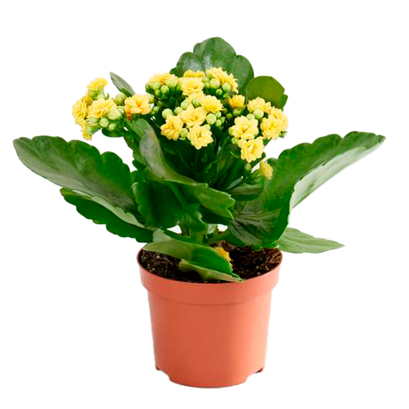 KALANCHOE-FLEUR-JAUNE