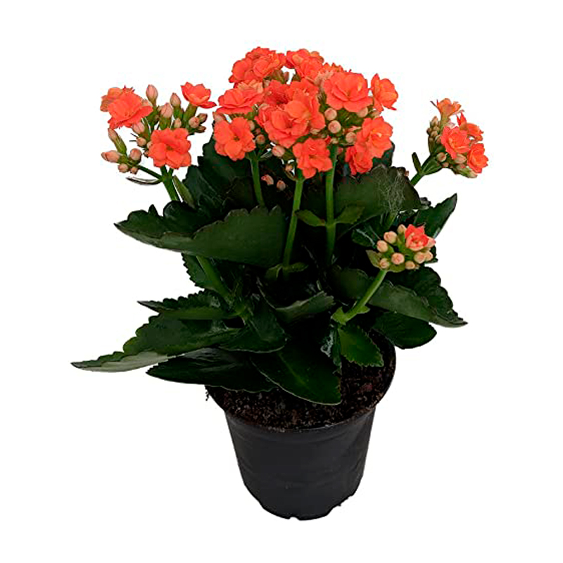 KALANCHOE-FLEUR-ORANGE