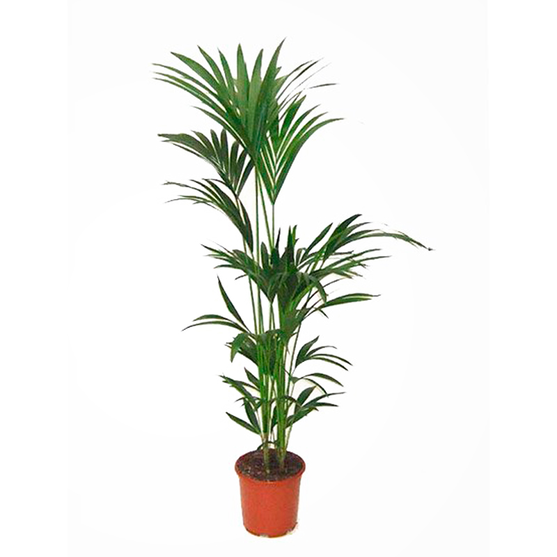 KENTIA