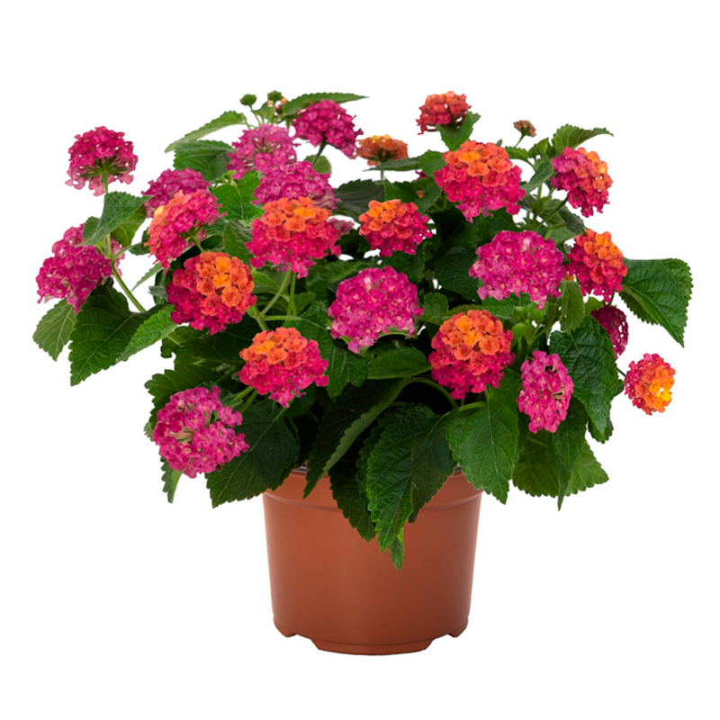 LANTANA-FLEUR-MIX
