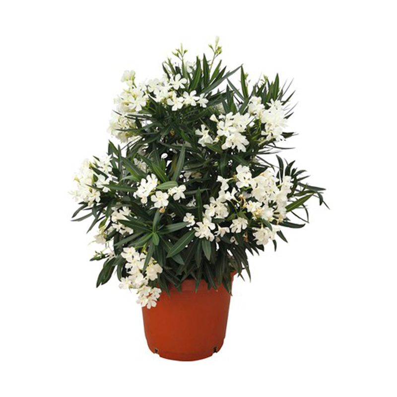 LAURIER-FLEUR-BLANCHE