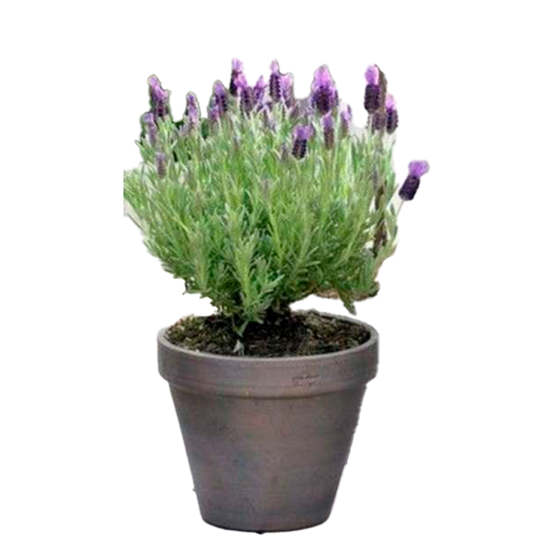 LAVANDE-FEUILLAGE-GRIS-FLEUR-BLEU