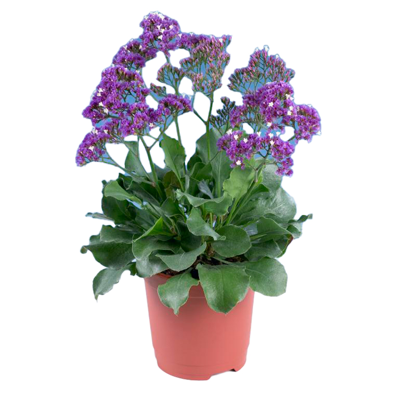 LIMONIUM-FLEUR-BLEU