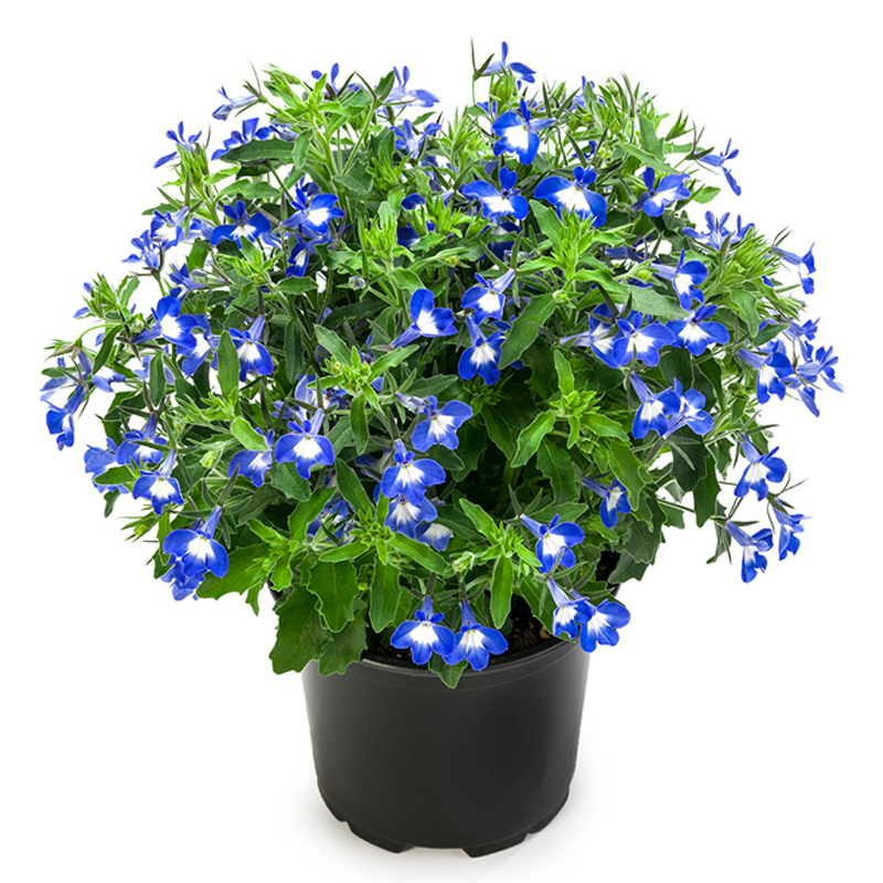 LOBELIA-FLEUR-BLEU
