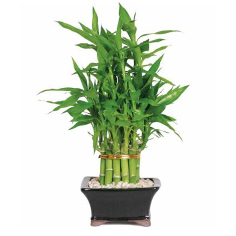 LUCKY BAMBOO 3 RING BIG