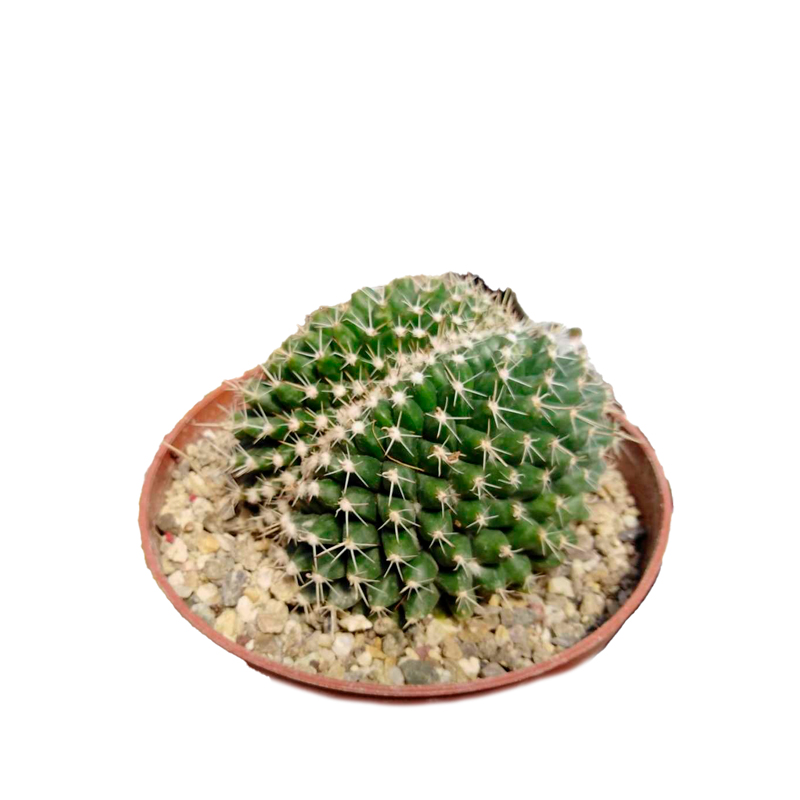 MAMMILARIA-COMPRESSA