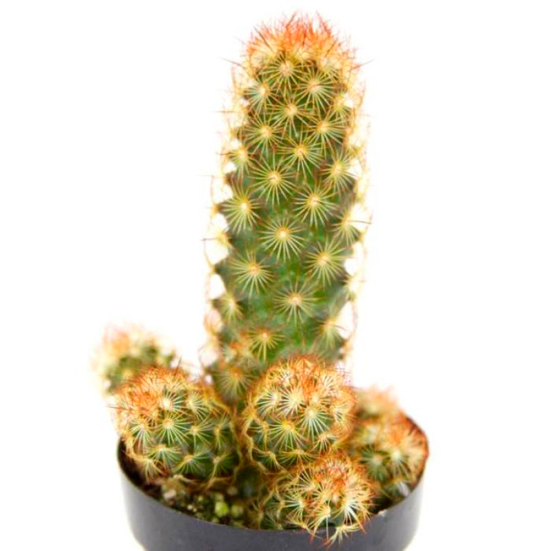 MAMMILARIA-ELONGATA
