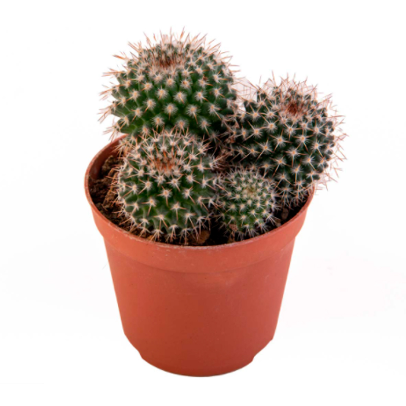 MAMMILLARIA-GEMINISPINA