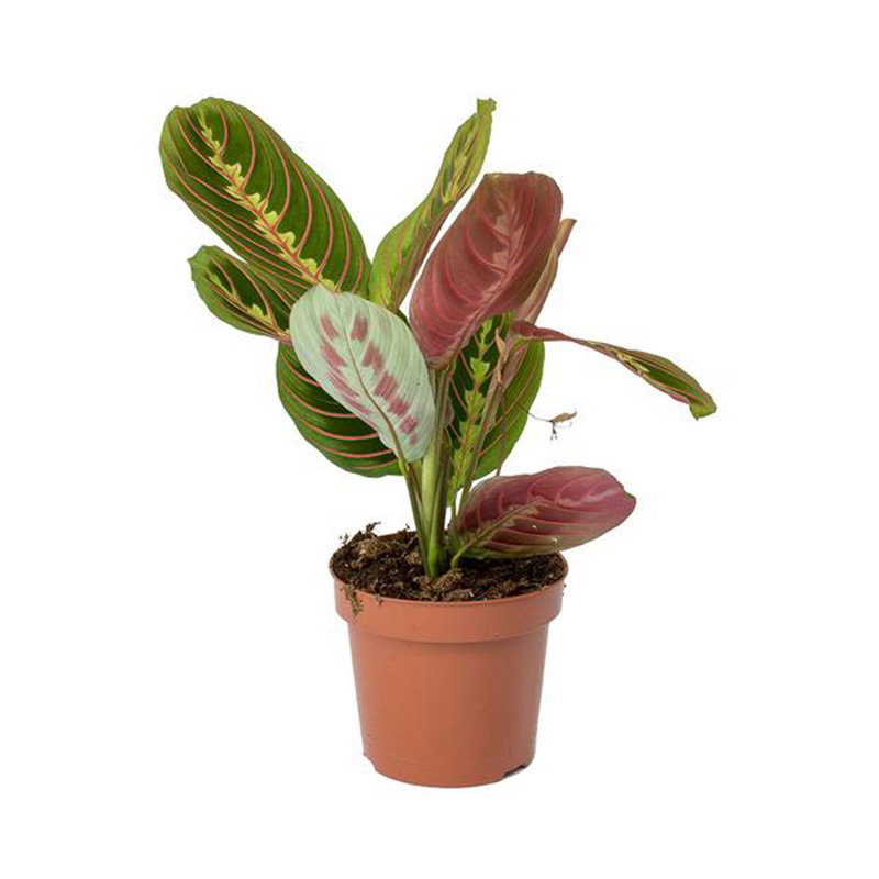 MARANTHA TRICOLOR