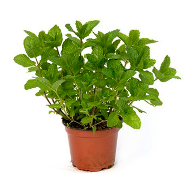 Menthe