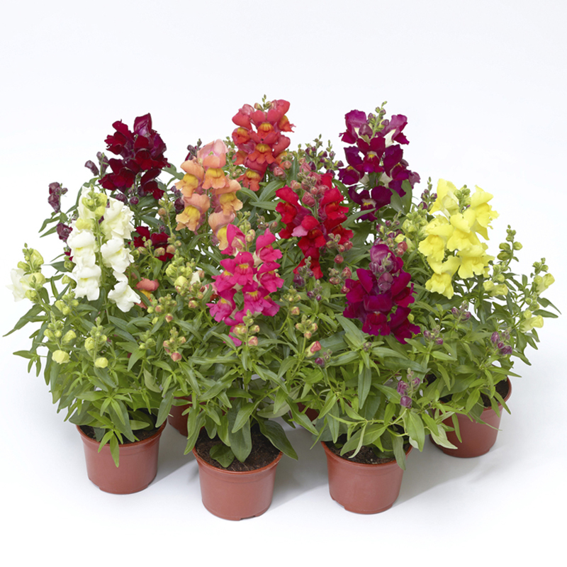 MUFLIER-FLEUR-MIX