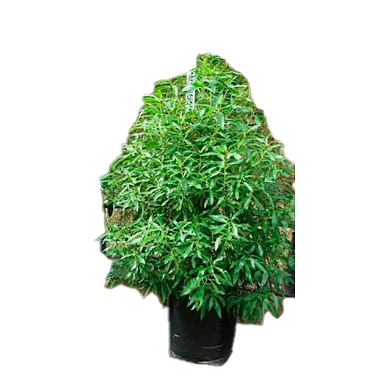 MYOPORUM-FEULLIAGE-VERT