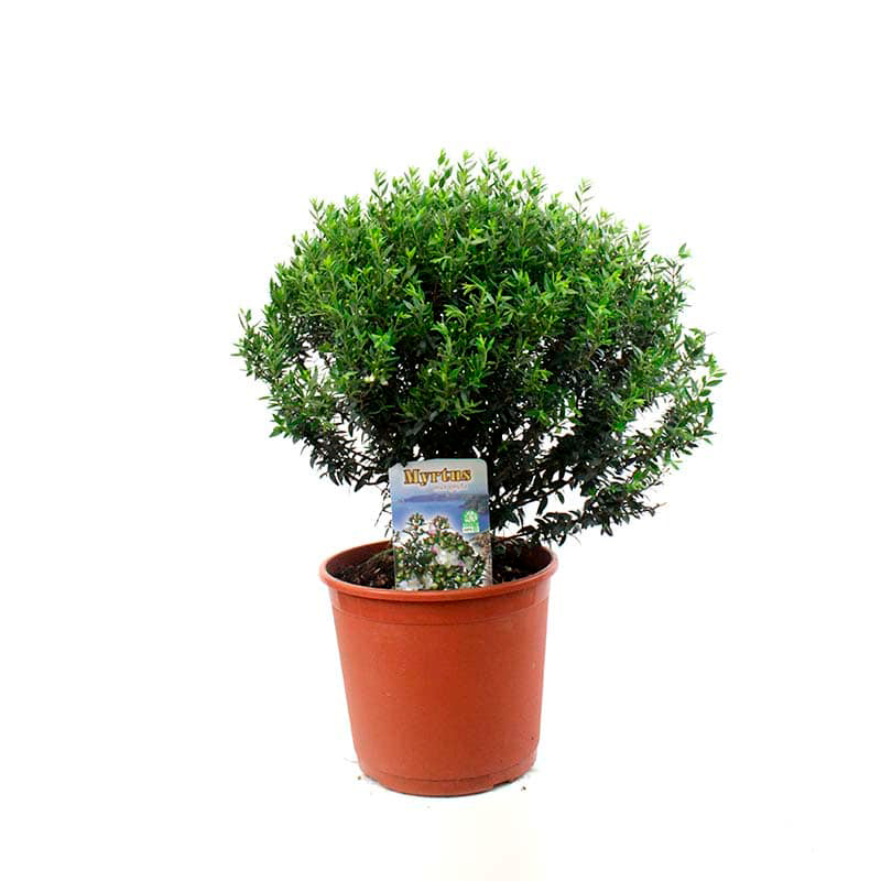 MYRTUS-FEULLIAGE-VERT