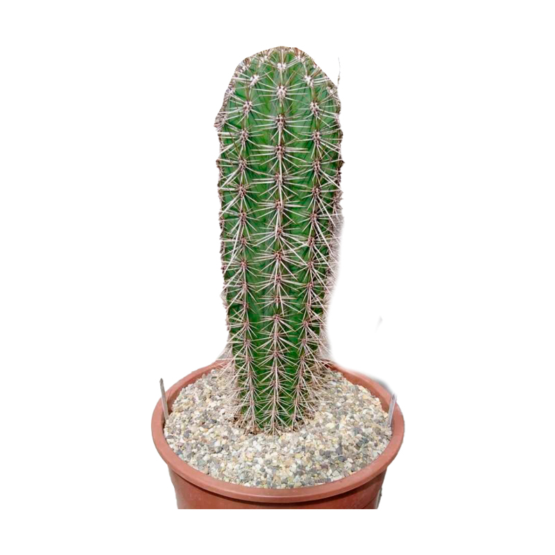 PACHYCEREUS-EULYCHNIA