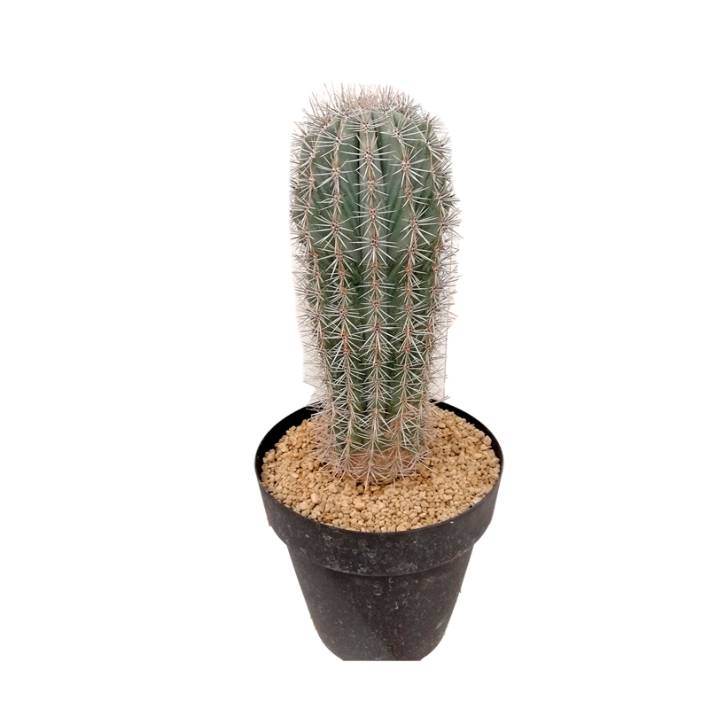 PACHYCEREUS-PRINGLEI