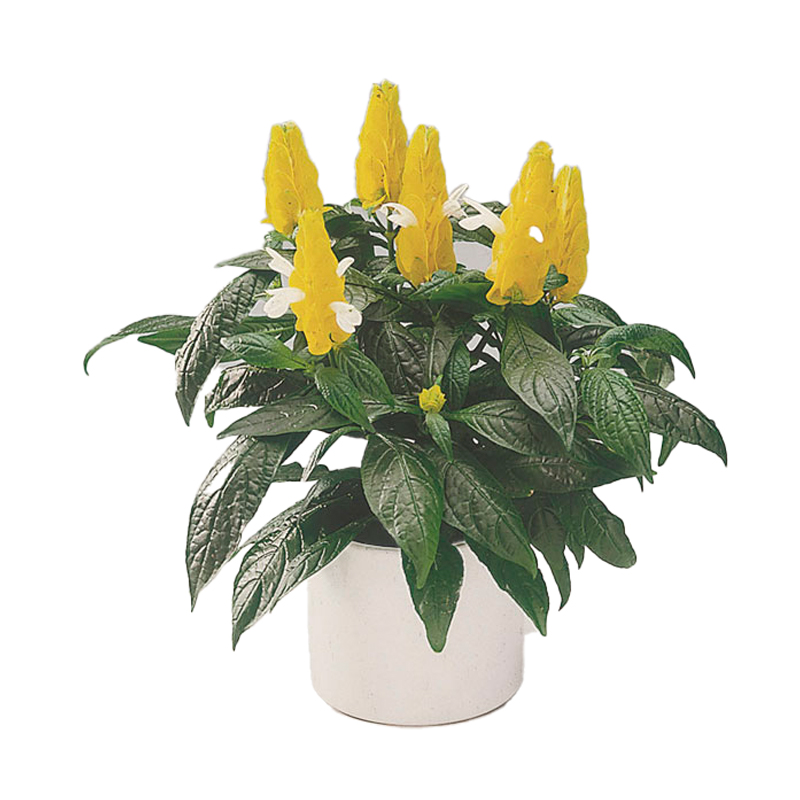 PACHYSTACHYS-FLEUR-JAUNE