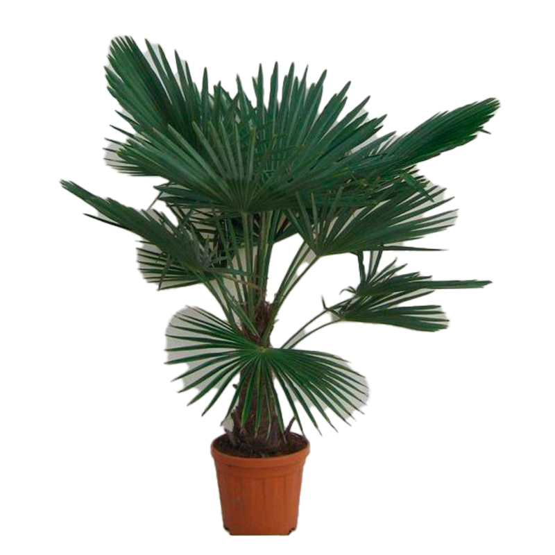 PALMIERS-TRACHYCARPUS