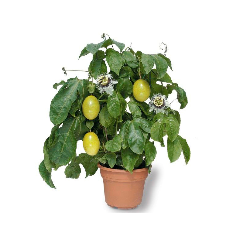 PASSIFLORA