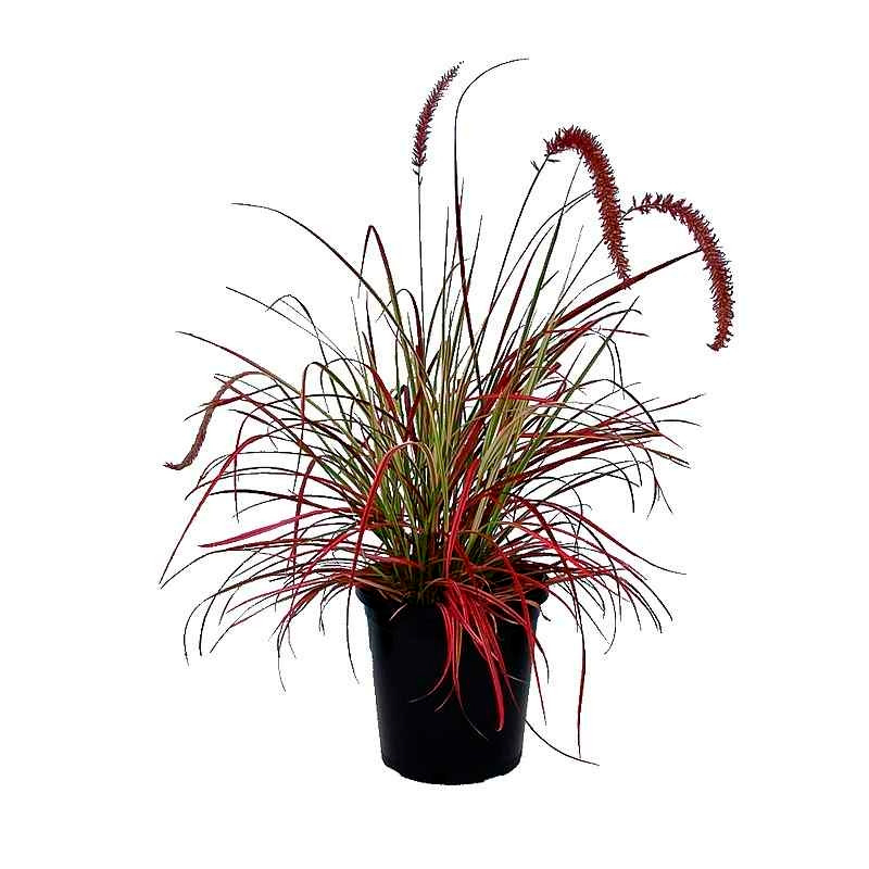 PENNISETUM-FEUILLAGE-ROUGE