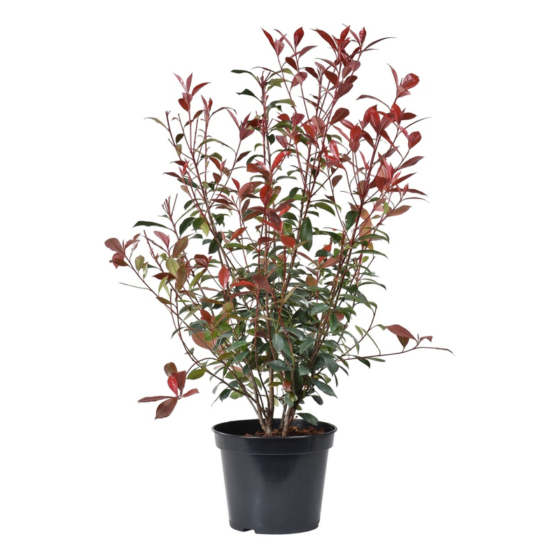 PHOTINIA-FEUILLAGE-ROUGE