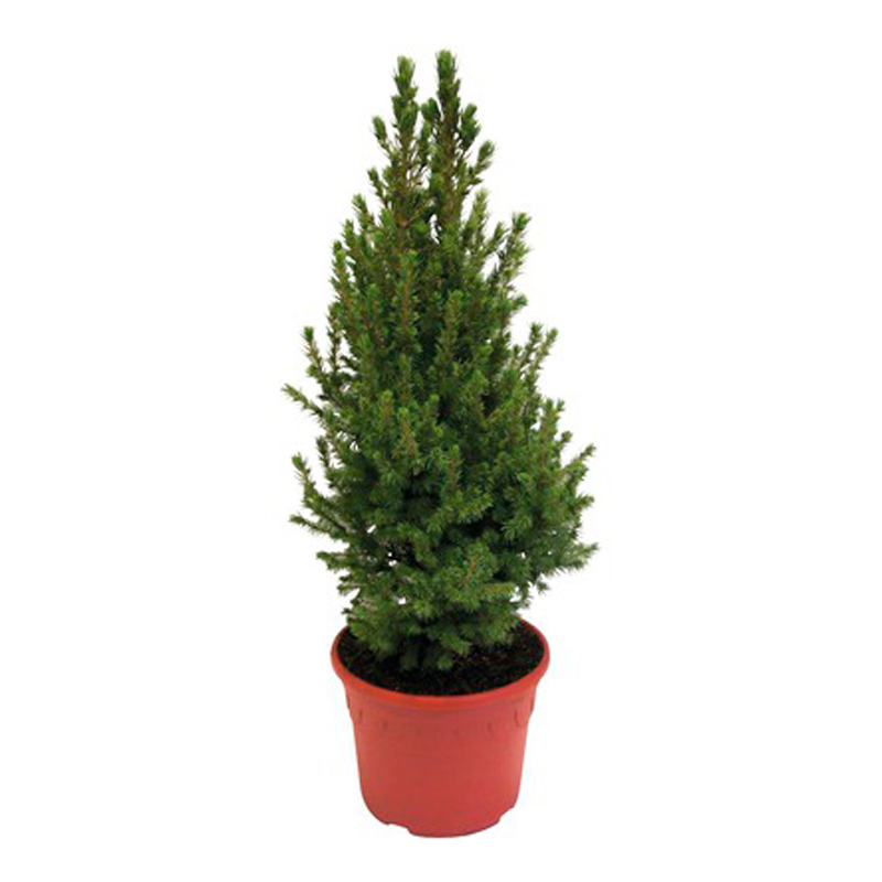 PICEA-GLAUCA-FEUILLAGE-VERTE