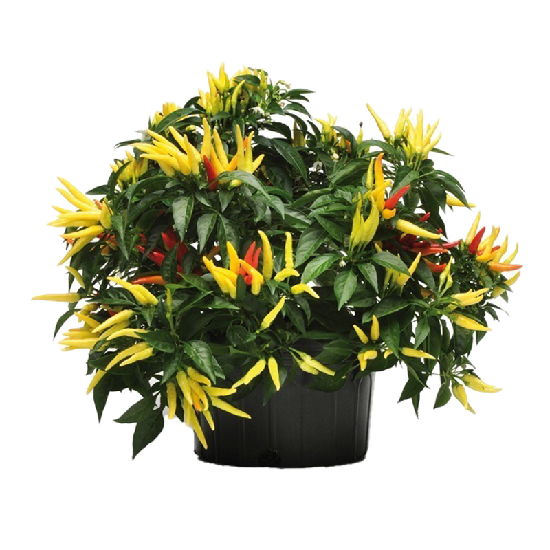 PIMENT-FEUILLAGE-VERTE