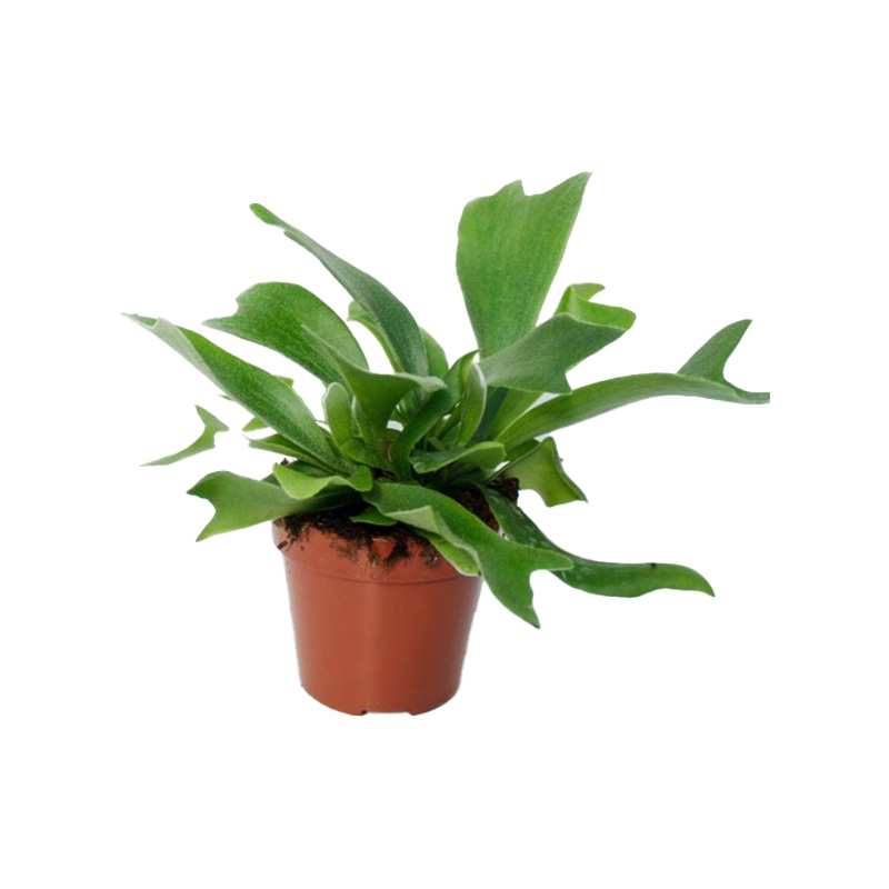 PLATYCERIUM