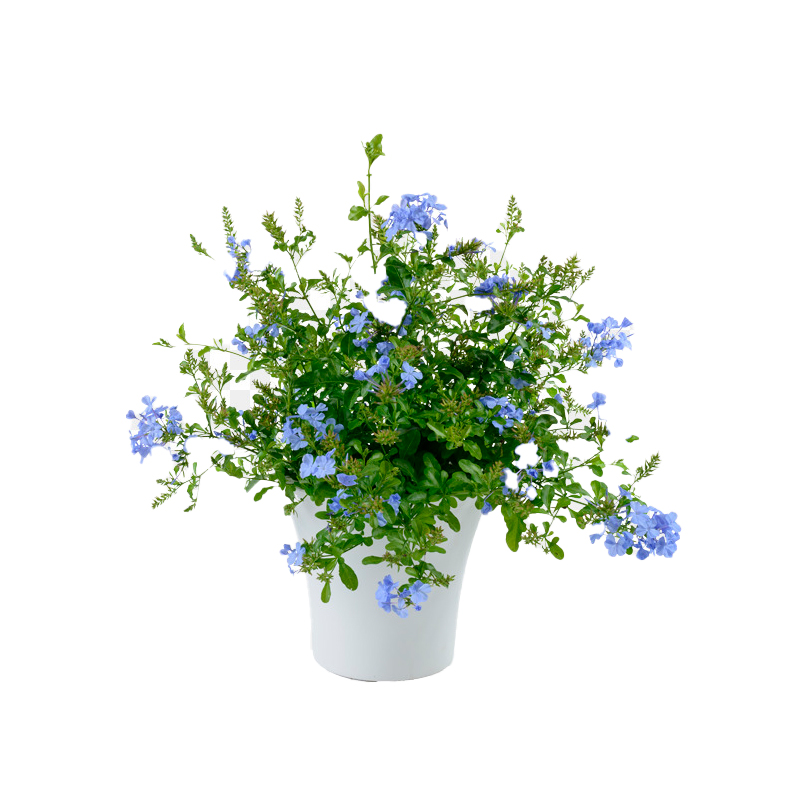 PLUMBAGO-FLEUR-BLEU